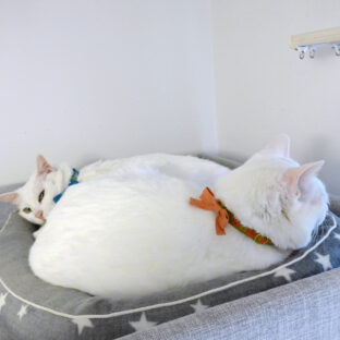 猫にかかる首輪のストレスを解決！ストレスフリーで猫が喜ぶ首輪を紹介