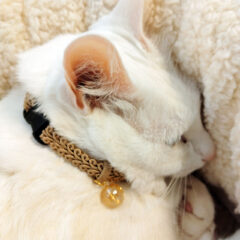 猫の肌荒れ防止！猫の首輪の選び方ガイド