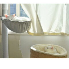 災害時の猫の安全対策！心得ておくべきこと