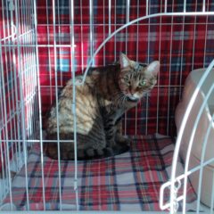 猫にケージは必要？そのメリットと注意点