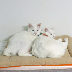 「猫が脱走した時の対策！首輪の役割と注意点」