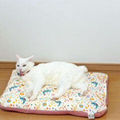 手順からコツまで！猫の爪切り成功ガイド