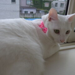 猫のケージ生活、いつまで必要？最適なタイミング