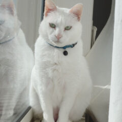 「猫の首輪に鈴は必要？メリットとデメリット」