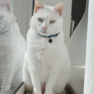 「猫の首輪に鈴は必要？メリットとデメリット」