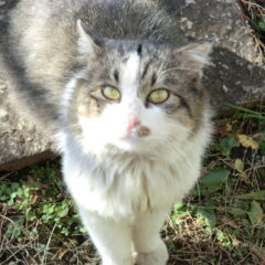 猫に散歩は必要？メリット・デメリットを解説