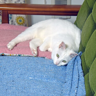 旅行前に知っておきたい猫の留守番必須ポイント