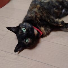 猫にシャンプーは必要？猫がシャンプーを嫌う理由