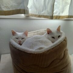 イエネコはいつ家畜化されたのか？歴史に迫る